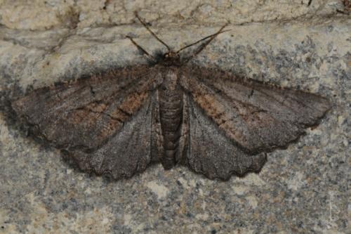 Nychiodes notarioi