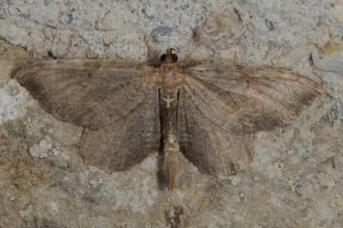 Réf. 71 947 : Philereme vetulata
