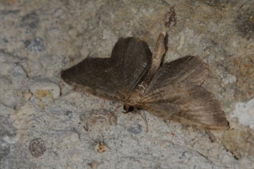 Réf. 71 948 : Philereme vetulata