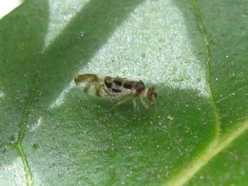 Graphopsocus cruciatus