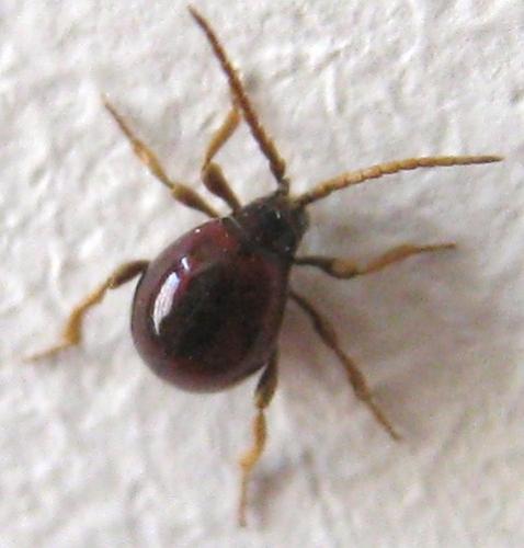 Réf. 71 823 : Gibbium sp.