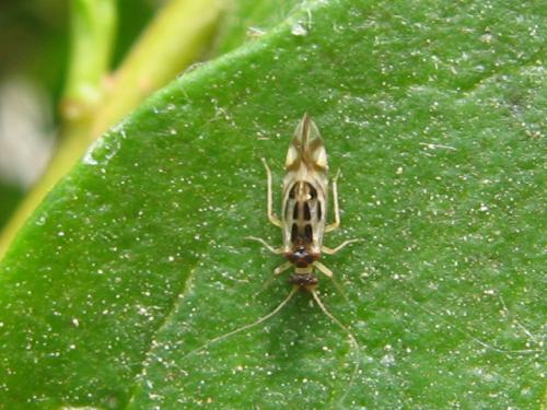 Graphopsocus cruciatus