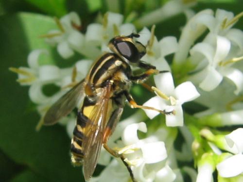 Helophilus pendulus