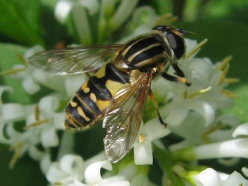 Helophilus pendulus