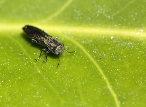 Agrilus sp.