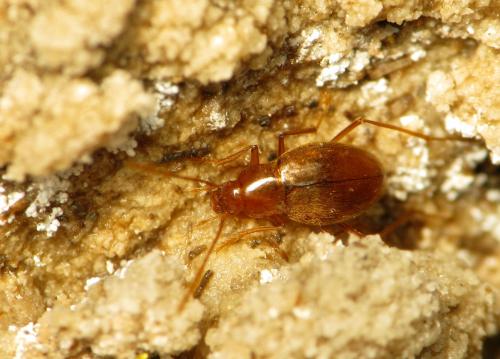 Diaprysius caudatus