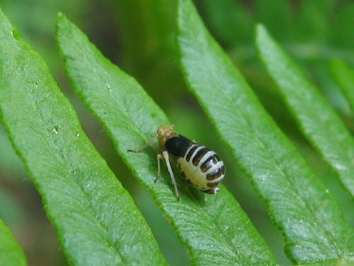 Réf. 71 234 : Ditropis pteridis