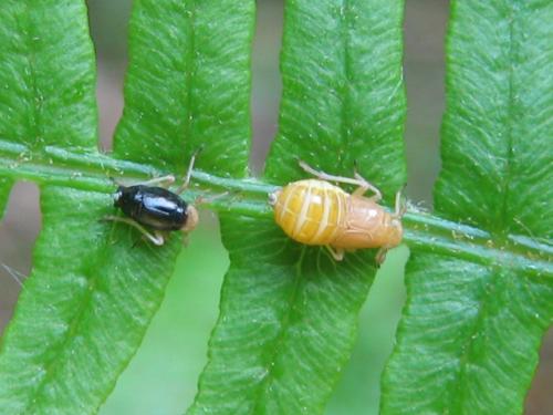 Réf. 71 551 : Ditropis pteridis