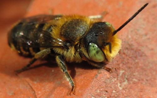 Megachile sp.