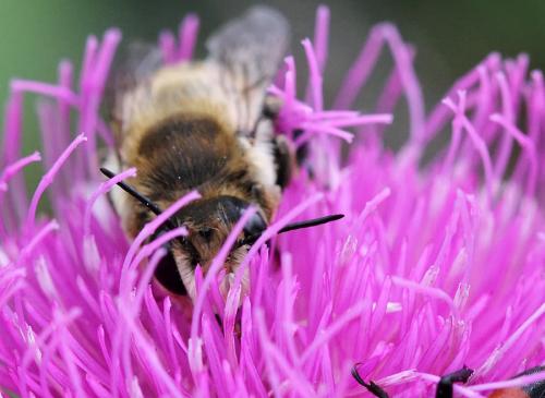 Megachile lagopoda