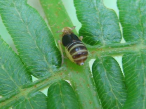 Réf. 71 565 : Ditropis pteridis