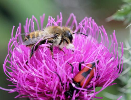 Megachile lagopoda