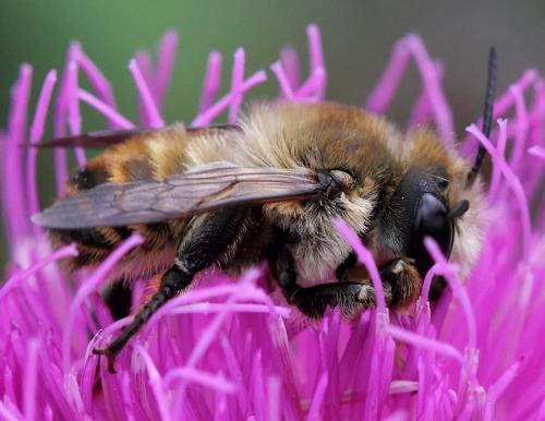 Megachile lagopoda