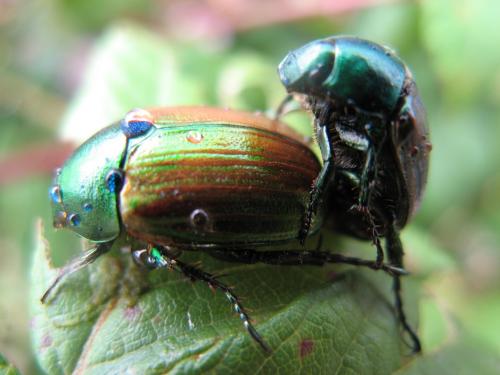Réf. 71 617 : Anomala dubia