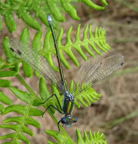 Lestes dryas