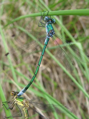 Lestes dryas