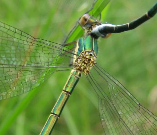 Lestes dryas