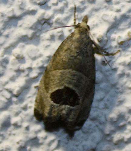 Notocelia uddmanniana