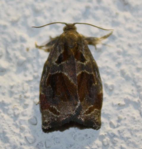 Réf. 71 507 : Archips crataegana