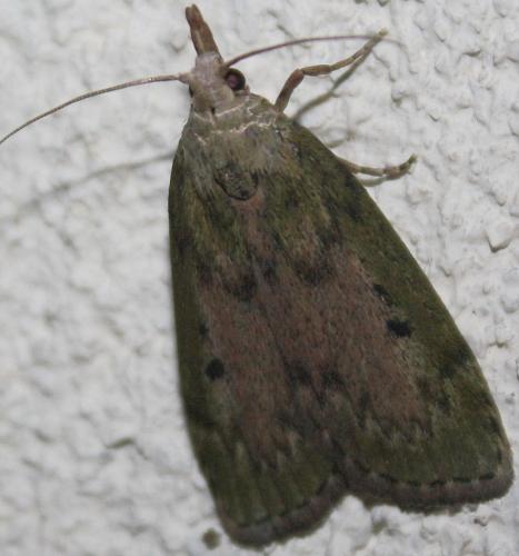Réf. 71 663 : Aphomia sociella