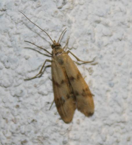 Homoeosoma sinuella
