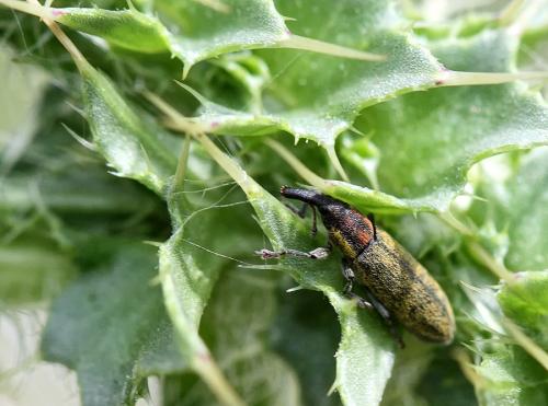 Réf. 71 989 : Lixus filiformis