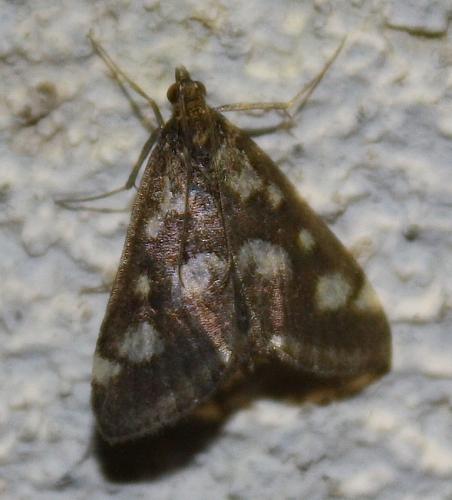 Réf. 71 720 : Pyrausta purpuralis