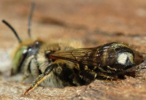 Megachile sp.