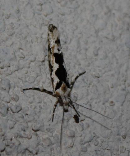 Réf. 71 529 : Ypsolopha sequella