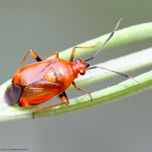 Deraeocoris ruber