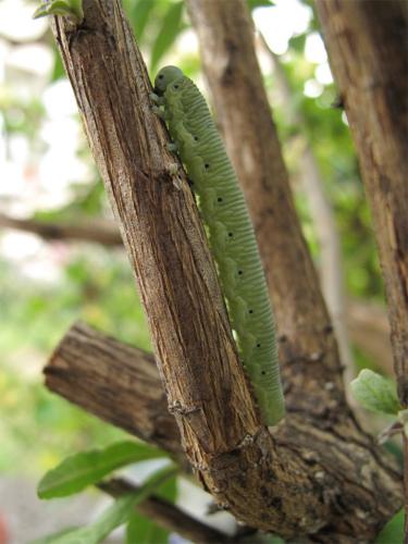 Réf. 71 495 : Pseudoclavellaria amerinae