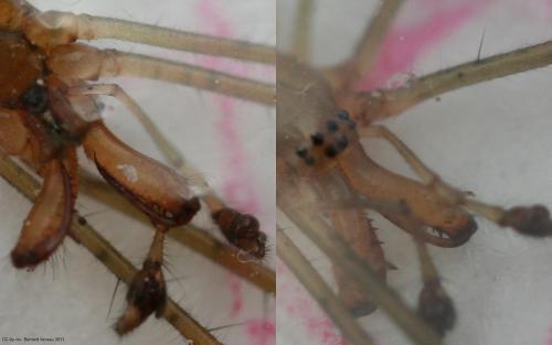 Réf. 71 661 : Tetragnatha sp.
