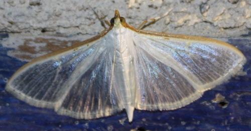 Palpita vitrealis