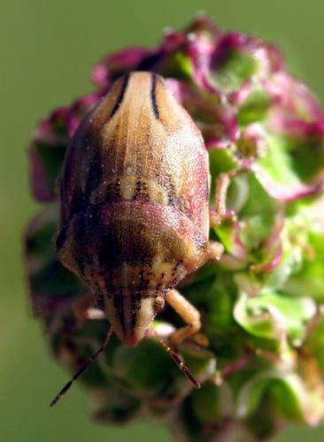 Odontotarsus purpureolineatus