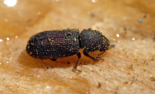 Stephanopachys quadricollis