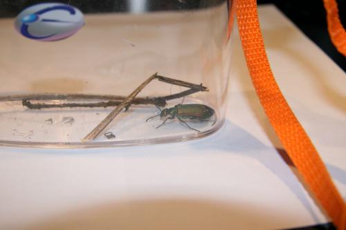 Lytta vesicatoria