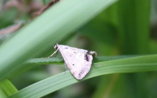 Réf. 71 870 : Cataclysta lemnata