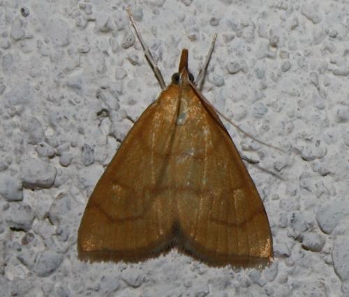 Anania crocealis