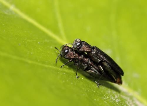 Réf. 71 080 : Agrilus sp.