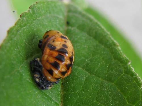 Coccinella septempunctata