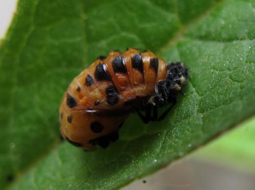 Réf. 71 262 : Coccinella septempunctata