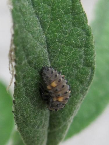 Coccinella septempunctata