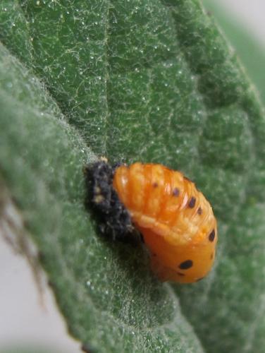 Coccinella septempunctata