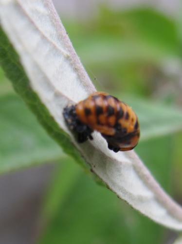 Coccinella septempunctata