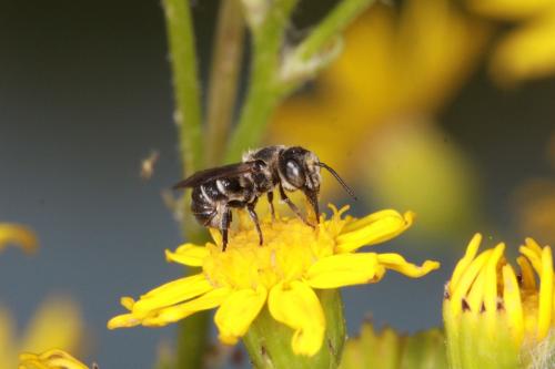 Heriades sp.