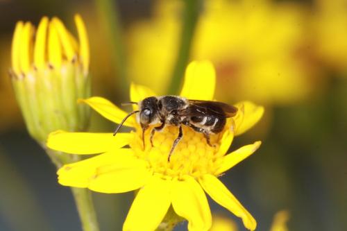 Heriades sp.