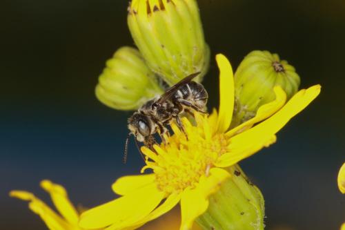 Heriades sp.