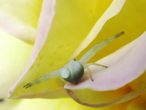 Misumena vatia