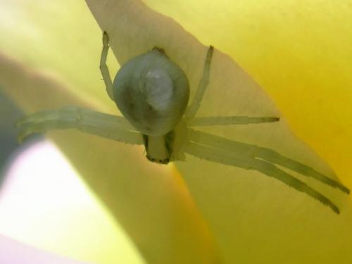 Misumena vatia