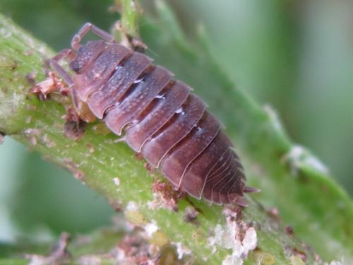 Réf. 71 490 : Porcellio scaber